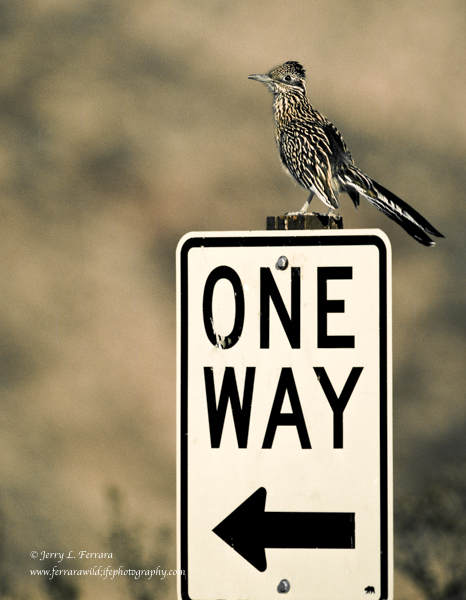 Roadrunner