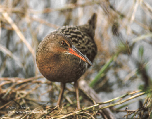 Ridgway's Rail