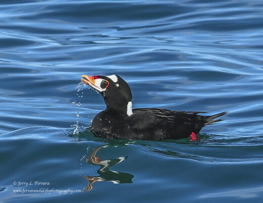 Surf Scoter