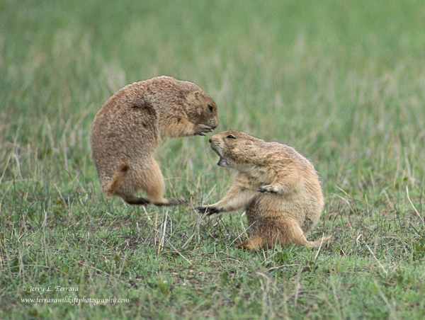 Black-tailed Prairie Dog