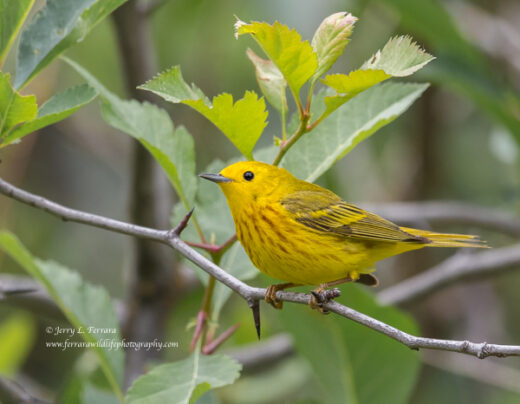 Yellow Warbler
