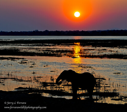 African Elephant