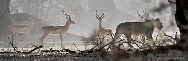 African Lion, Impala
