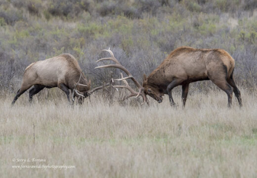 Rocky Mountain Elk
