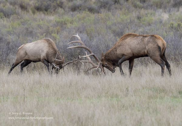 Rocky Mountain Elk