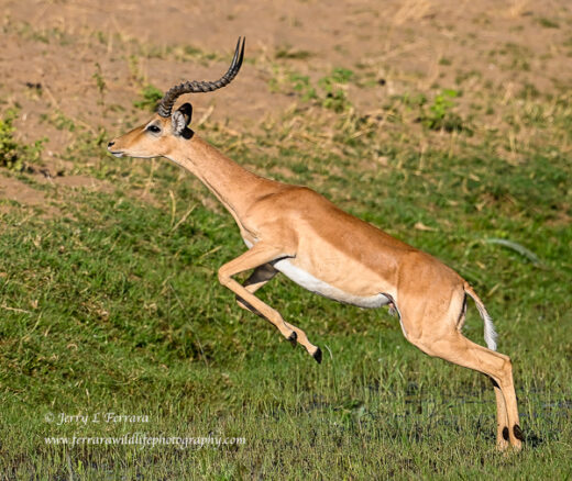 Impala