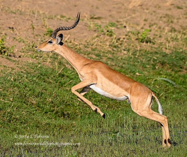Impala