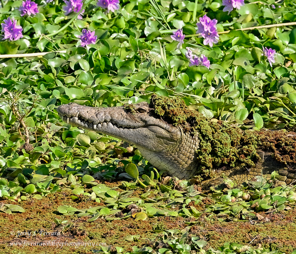 A Nile Crocodile