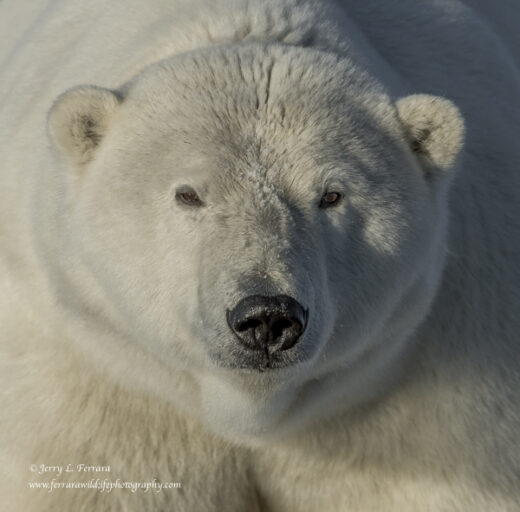 Polar Bear