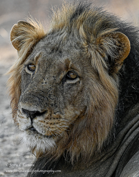 African Lion