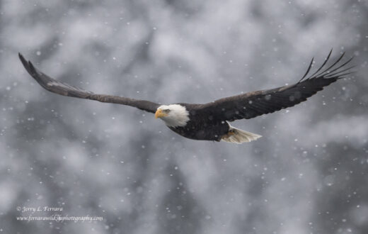 Bald Eagle