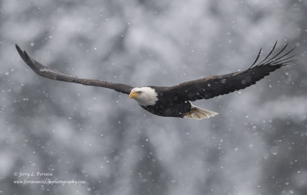 Bald Eagle