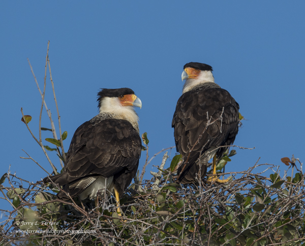 Crested Caracara