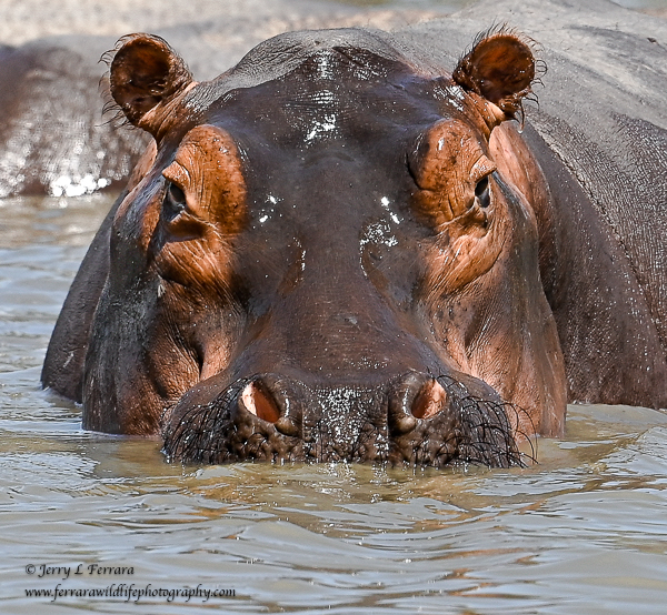 Hippopotamus