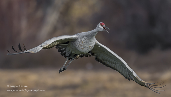 Sandhill Crane