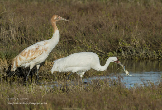 Whooping Cranes
