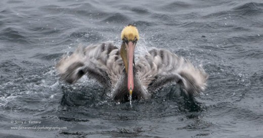 Brown Pelican