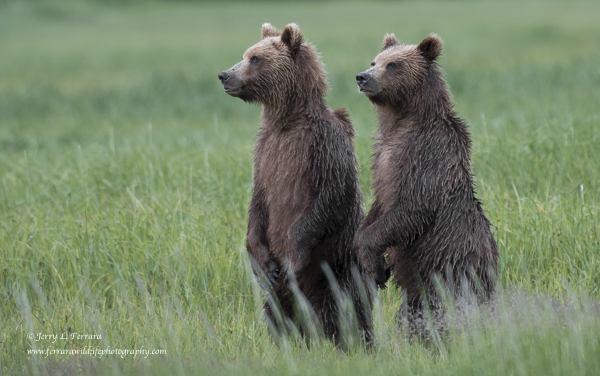 Alaskan Brown Bear