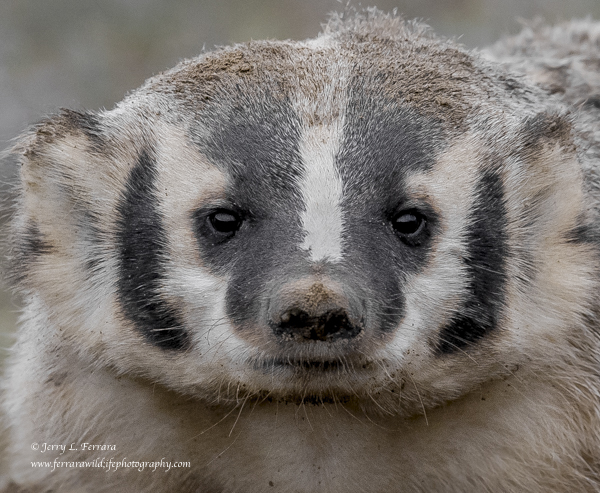American Badger