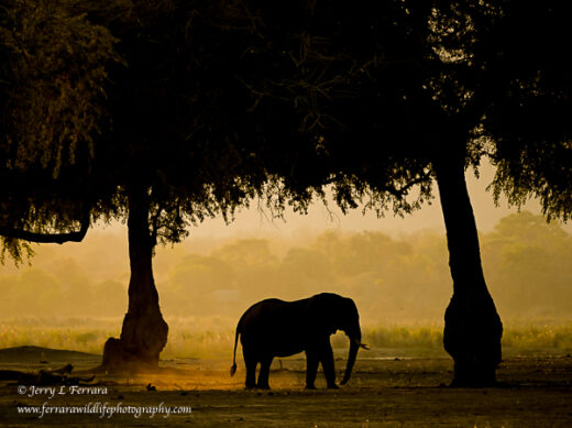 African Elephant