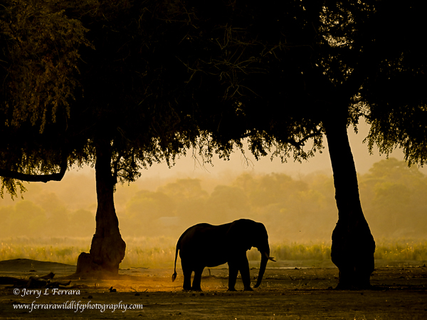 African Elephant