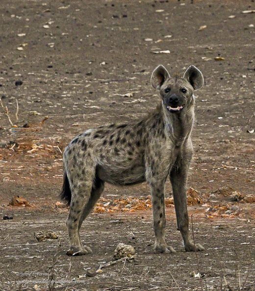Spotted Hyena