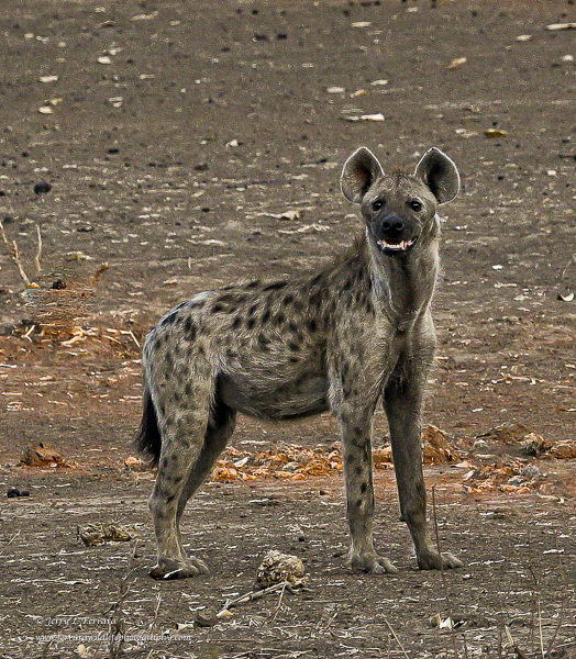 Spotted Hyena