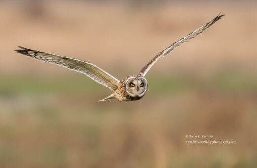 Short-eared Owl
