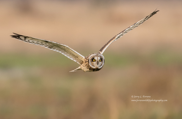 Short-eared Owl