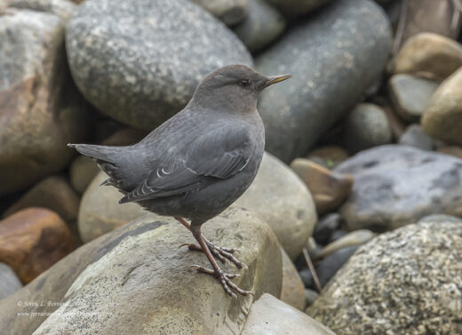 American Dipper