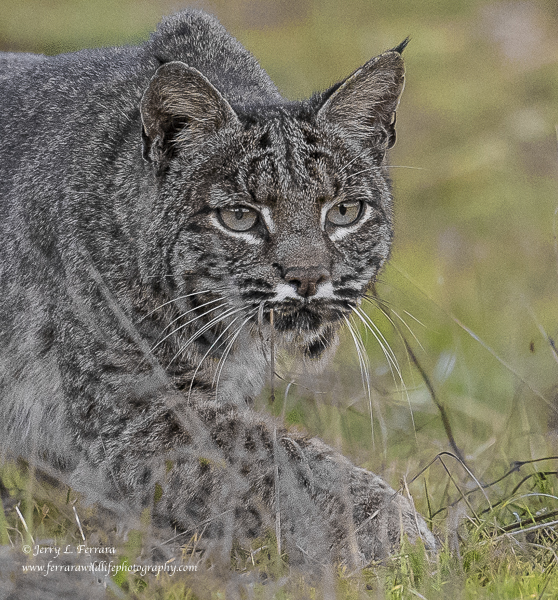 Bobcat