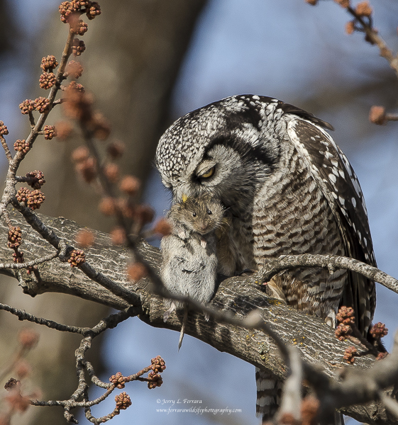 Northern Hawk Owl