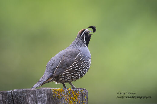 California Quail