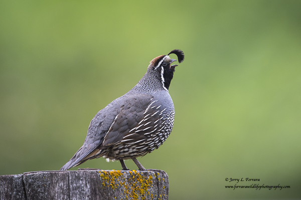 California Quail