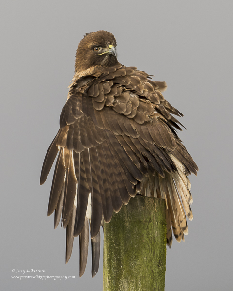 Red-tailed Hawk