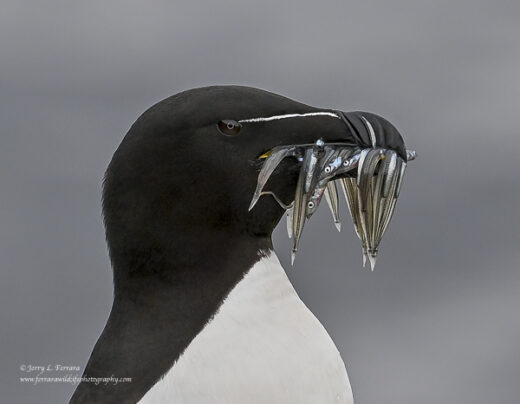 Razorbill