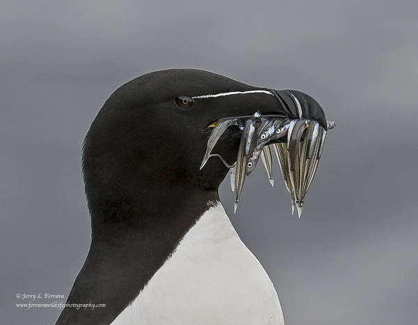 Razorbill