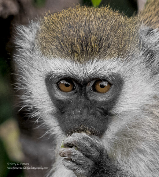 Black-faced Vervet monkey