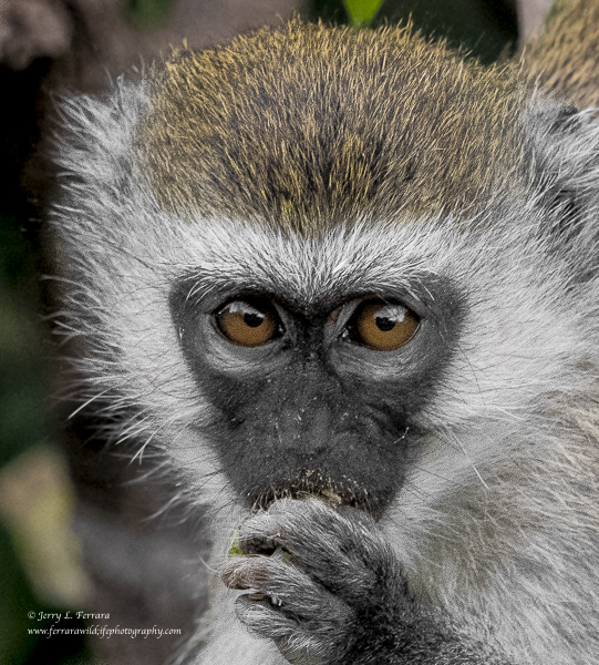 Black-faced Vervet monkey