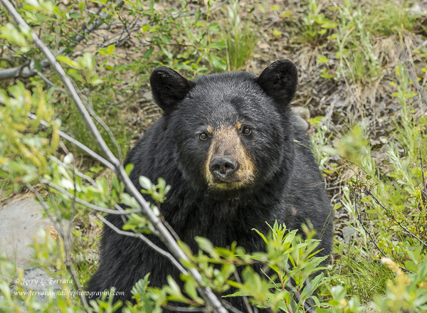 Black Bear