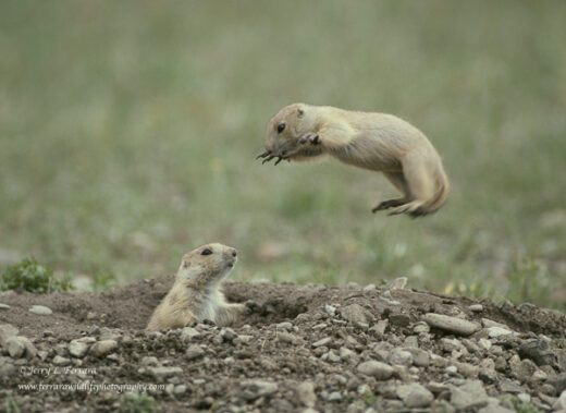 Black-tailed Prairie Dog