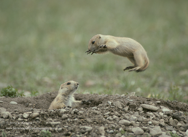 Black-tailed Prairie Dog