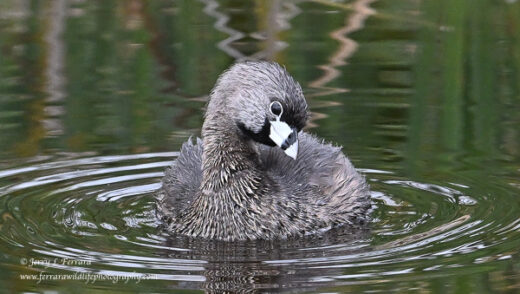Pied-billed Grebe