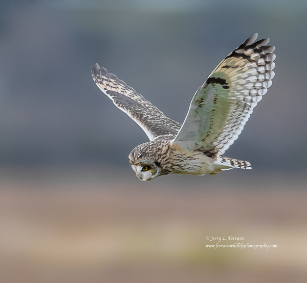 Short-eared Owl