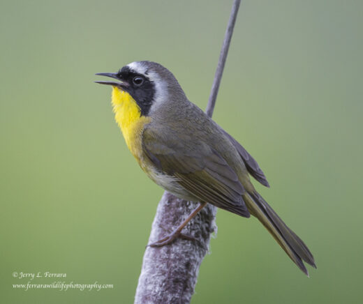 Common Yellowthroat