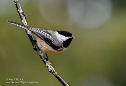 Black-capped Chickadee