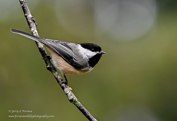 Black-capped Chickadee