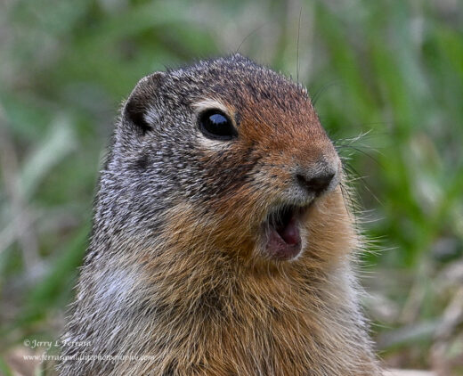 Columbian Ground Squirrel
