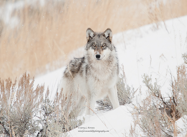 Gray Wolf