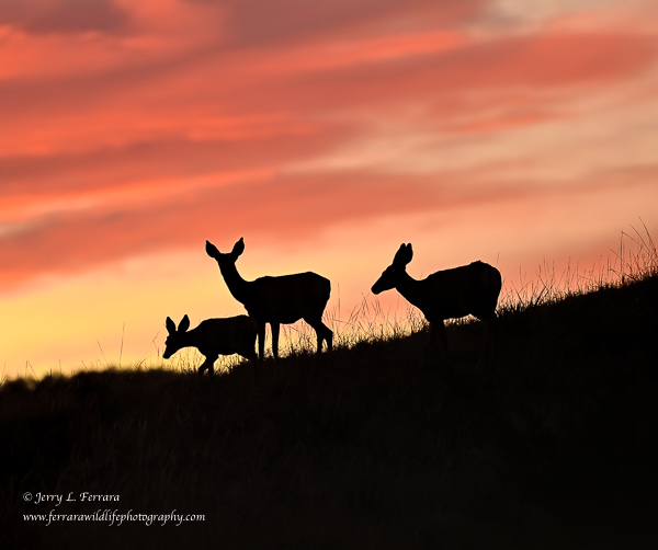 Mule Deer